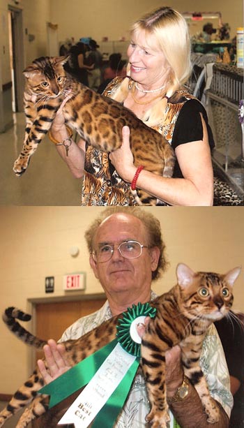 Bengal Kittens