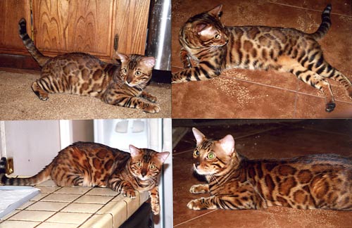 Bengal Kittens