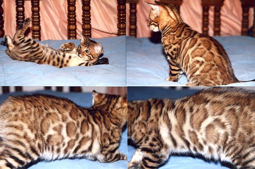 Bengal Kittens