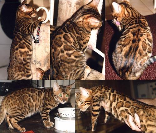 Bengal Kittens