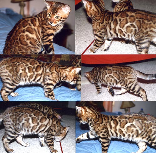 Bengal Kittens
