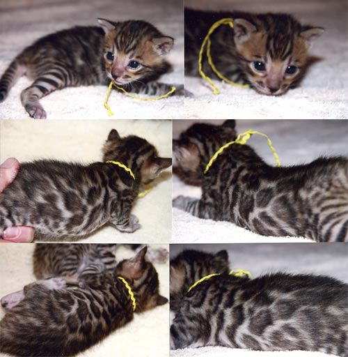 Bengal Kittens