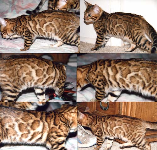 Bengal Kittens