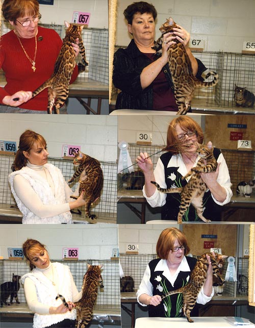 Bengal Kittens
