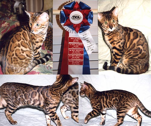 Bengal Kittens