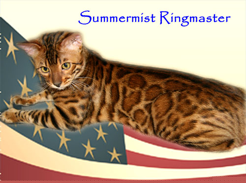 Bengal Kittens