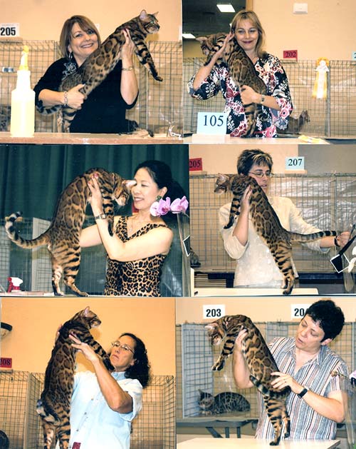 Bengal Kittens