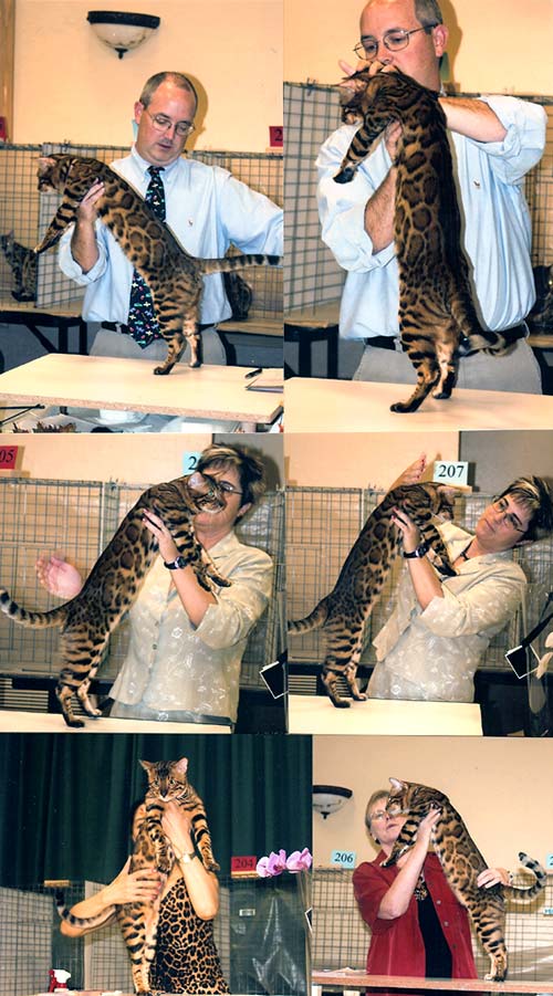 Bengal Kittens