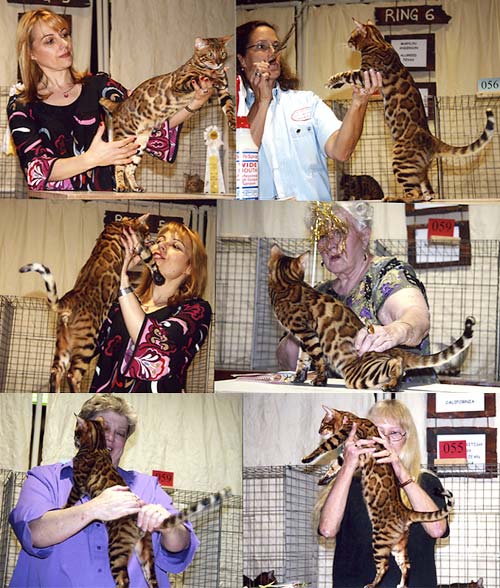 Bengal Kittens