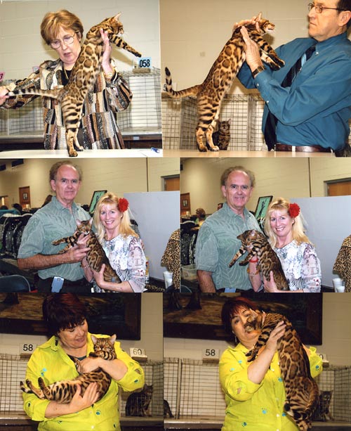 Bengal Kittens