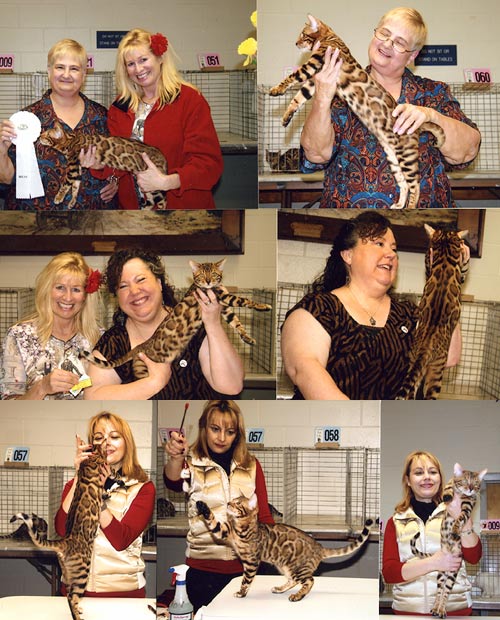 Bengal Kittens