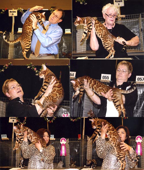 Bengal Kittens