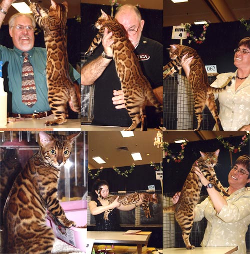 Bengal Kittens