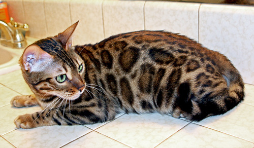 Bengal Cat