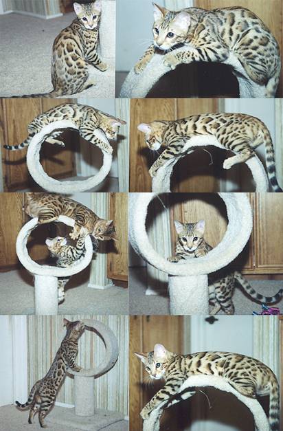 Bengal Kittens