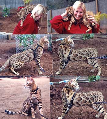 Bengal Kittens