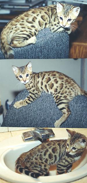 Bengal Kittens