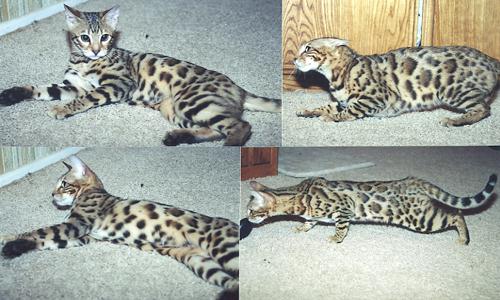 Bengal Kittens