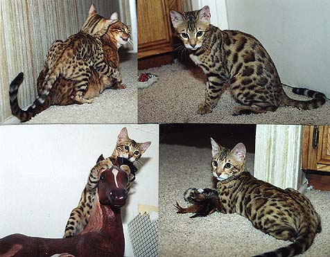 Bengal Kittens