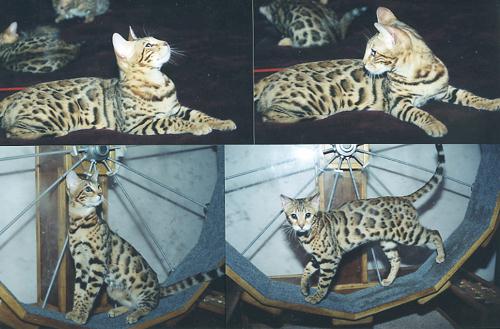 Bengal Kittens