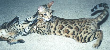 Bengal Kittens