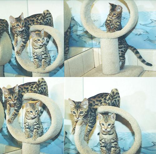 Bengal Kittens