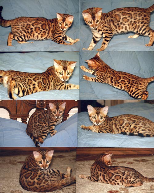 Bengal Kittens