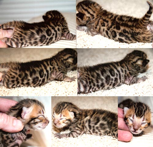 Bengal Kittens