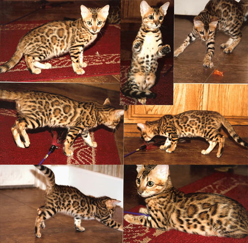 Bengal Kittens