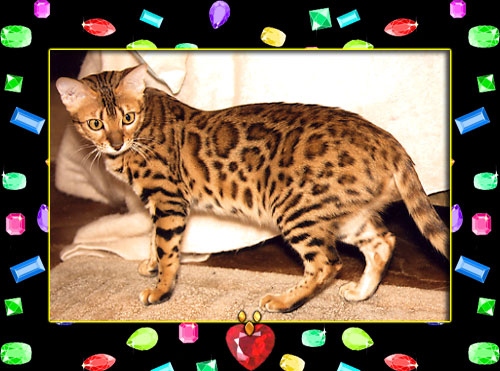 Bengal Kittens