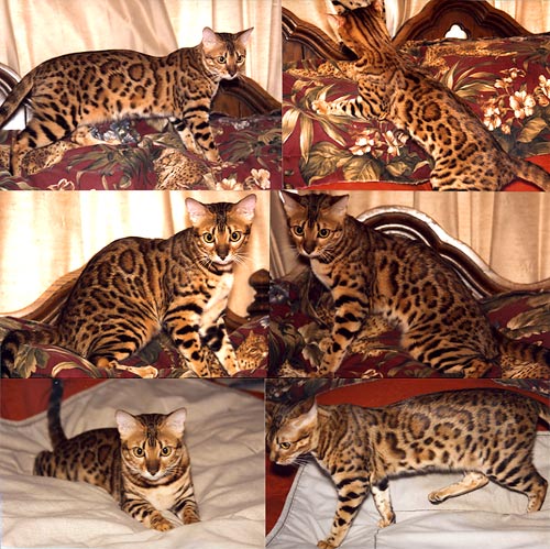 Bengal Kittens