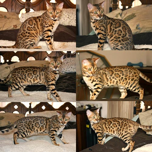 Bengal Kittens