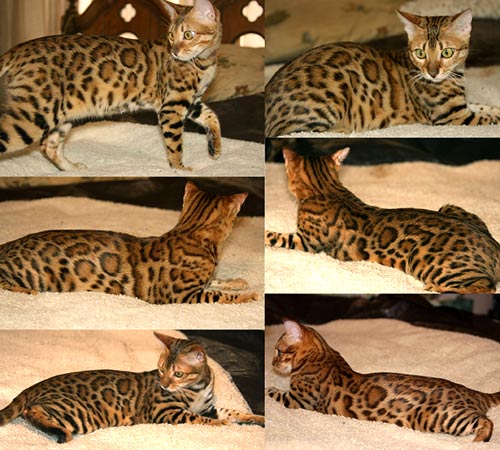 Bengal Kittens