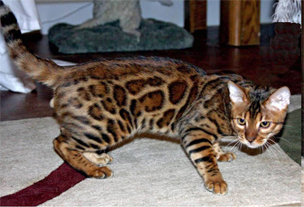 Bengal Kittens for sale