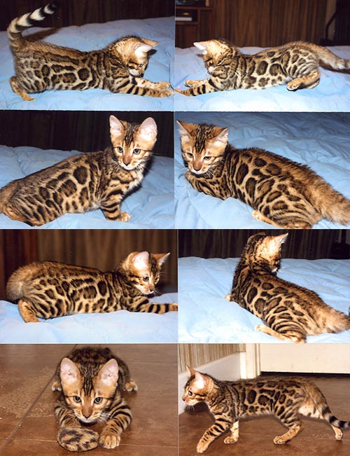 Bengal Kittens