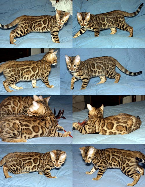 Bengal Kittens