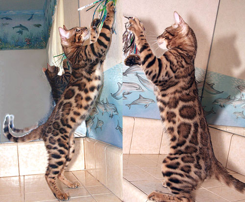 Bengal Kittens
