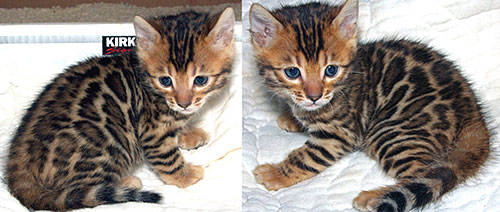 Bengal Kittens