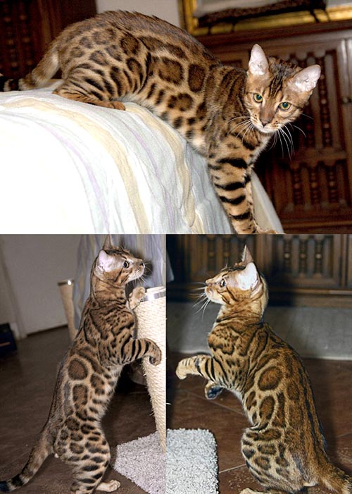 Bengal Kittens