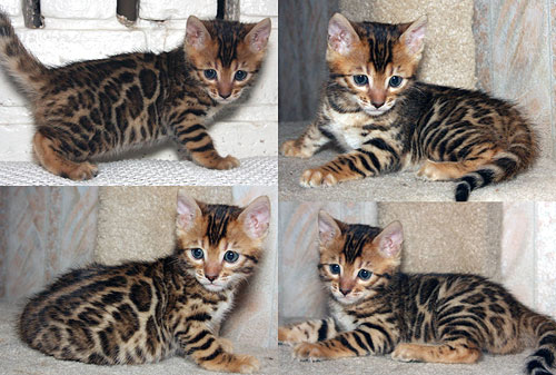 Bengal Kittens