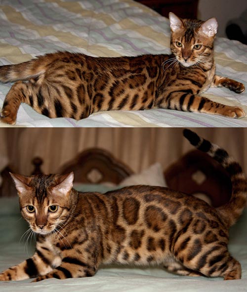 Bengal Kittens