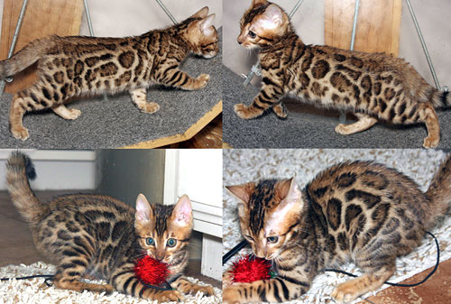 Bengal Kittens