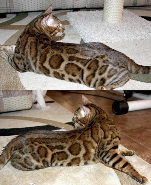 Bengal Kittens