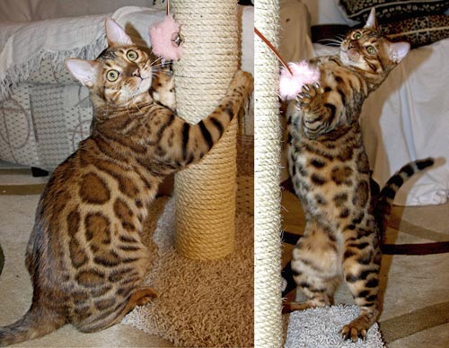 Bengal Kittens