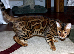 Summermist Bengals
