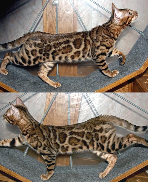 Bengal Kittens