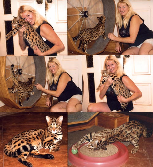 Bengal Kittens