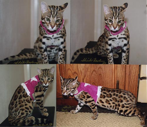 Bengal Kittens
