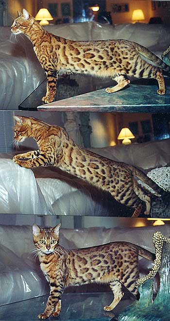 Bengal Kittens