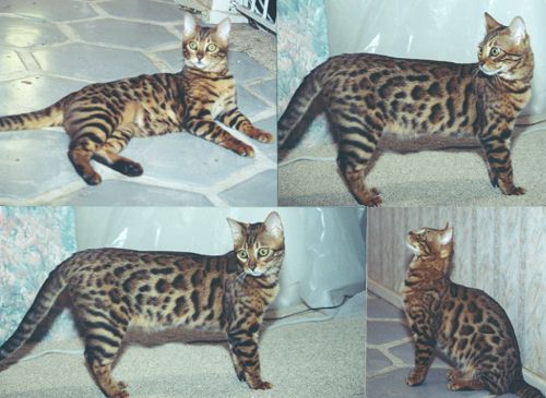 Bengal Kittens